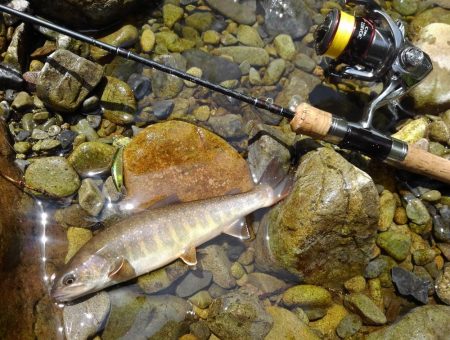 渓流ミノーイング